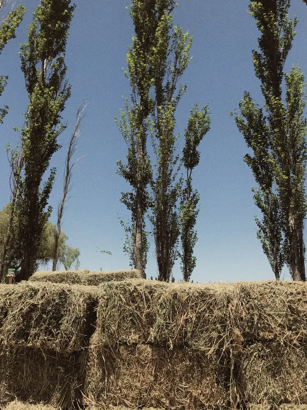 Hay bales under tall poplars on the family farm