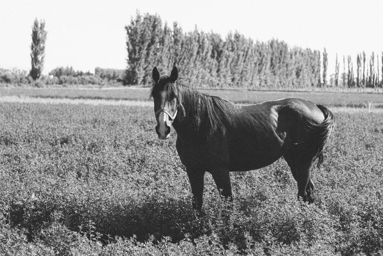A horse in a field, in black and white