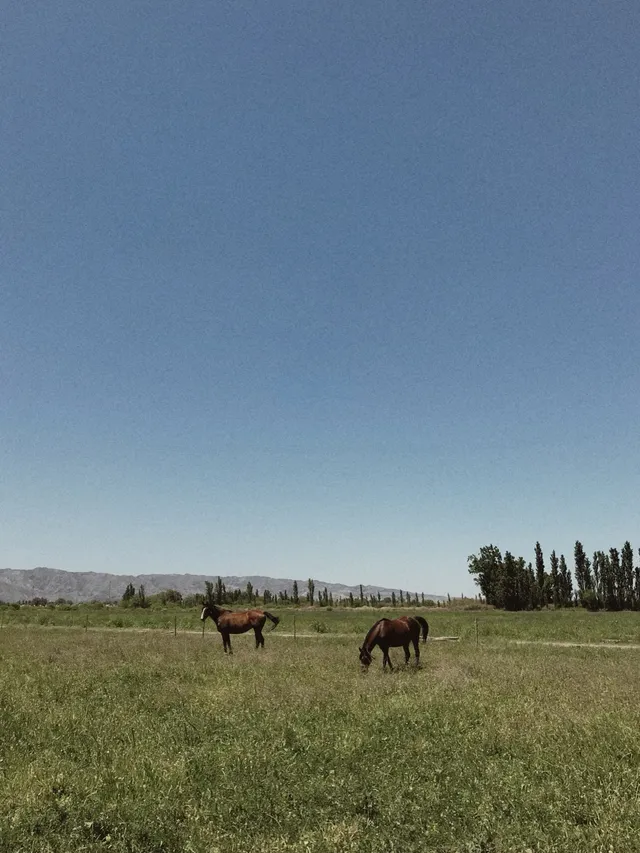 Horses grazing in a green field